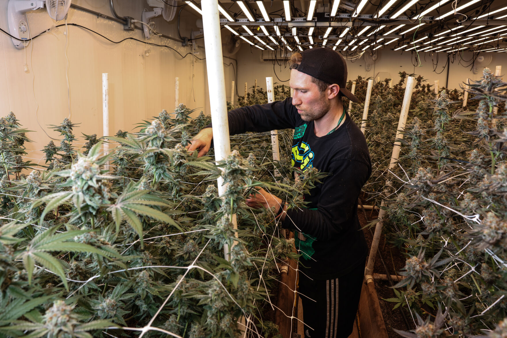 La Crosse Cannabis farm